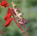 Purple Spiny Flower Mantis